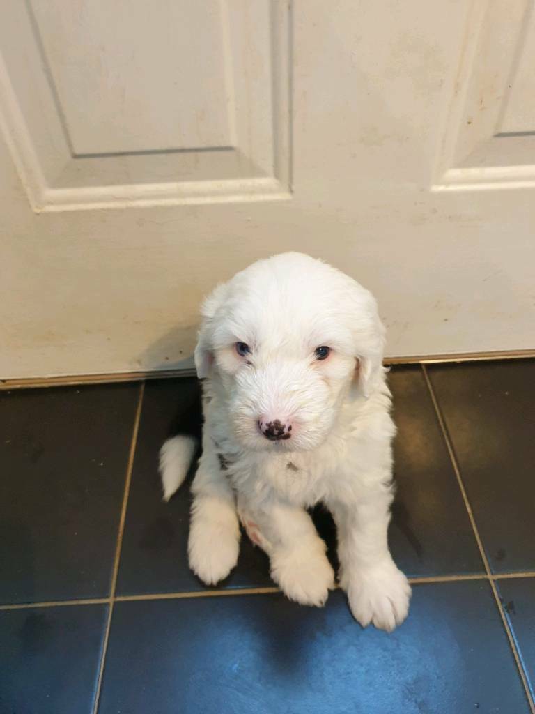 old english sheepdog puppies for sale
